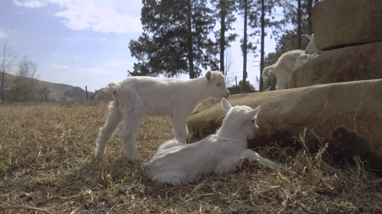 아이들은 등반하는 법을 배우고 있습니다.