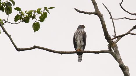 Crested-Goshawk,-Accipiter-Trivirgatus,-Thront-Auf-Einem-Ast-Eines-Hohen-Baums-Und-Schaut-Sich-In-Zeitlupe-Im-Dschungel-Des-Kaeng-Krachan-Nationalparks-In-Thailand-Nach-Nahrung-Um