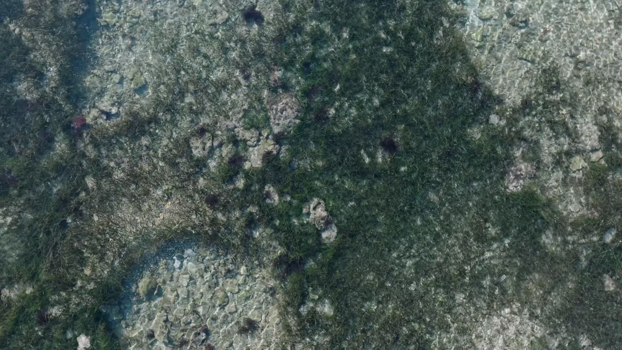 drone de arriba hacia abajo girando sobre el patrón de arrecife de coral verde en uluwatu bali indonesia