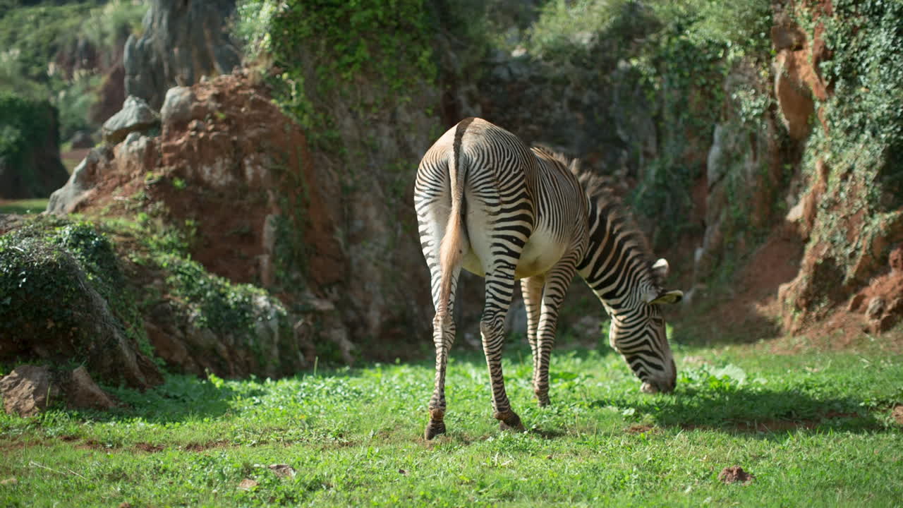 Zebra Grevy 03