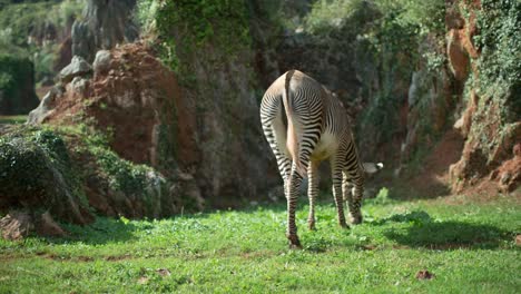 Zebra-Grevy-03