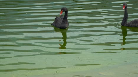 two australian black swans in the green water of a pond