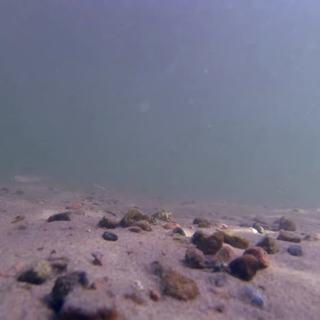 small minnow fish under water river bed