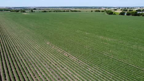 drone shot over a big crop field