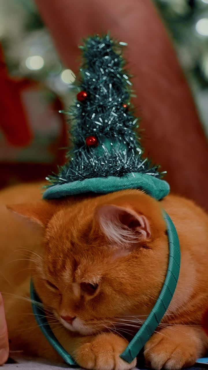 A Festive Cat with a Christmas Hat Enjoys a Cozy Holiday Atmosphere: Capturing the Quintessential Spirit of the Season with This Adorable Ginger Feline Relaxing Amidst Cheerful Decorations