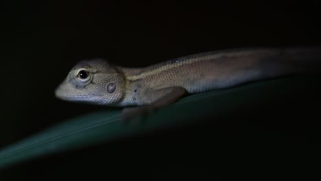 The-Oriental-Garden-Lizard-is-also-called-the-Eastern-Garden-Lizard,-Bloodsucker-and-Changeable-Lizard