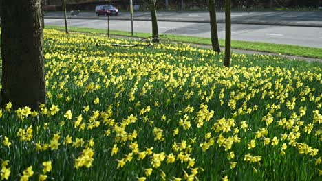 Yellow-daffodils-sway-in-the-spring-wind-near-roadside-as-cars-pass-by