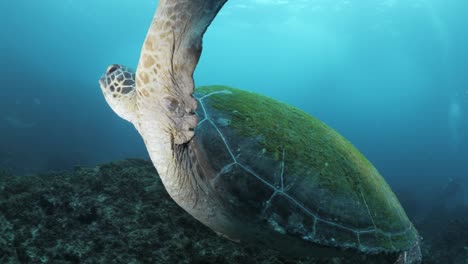 una tortuga marina verde se desliza sin esfuerzo más allá de un buzo hacia una escuela de tiburones