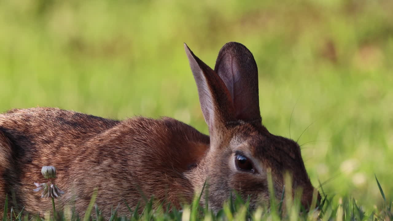 un conejo salvaje de cola de algodón pastando en la hierba verde