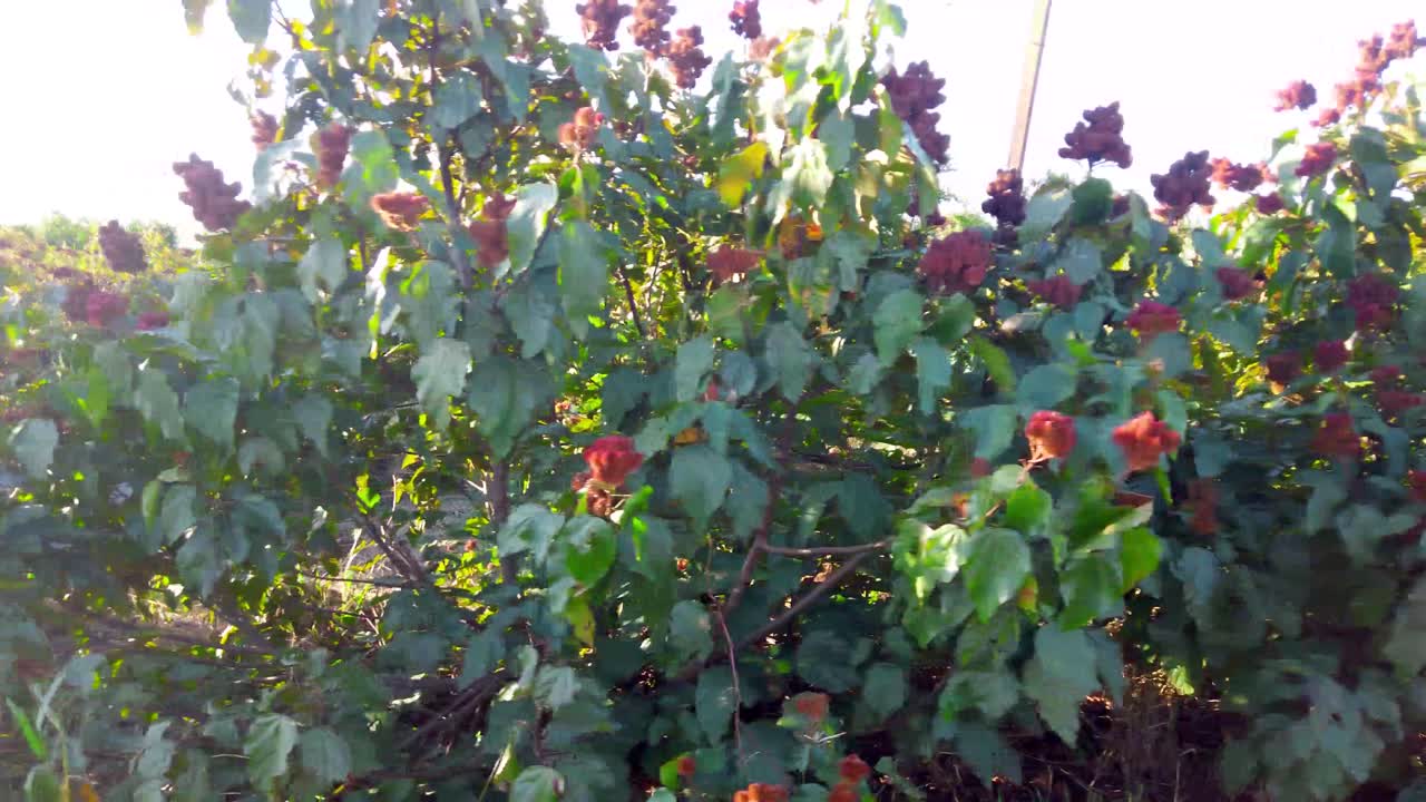Large tree shrubs that produce ripe tropical fruits called Urucum, roll of small trees with Urucum on it in a farm