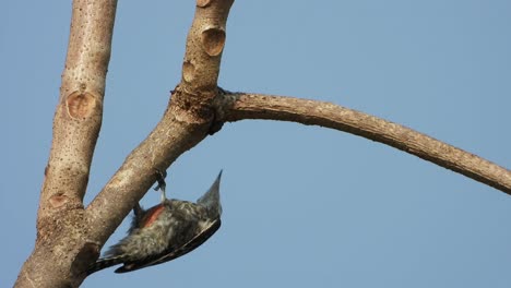 woodpecker finding food in tree