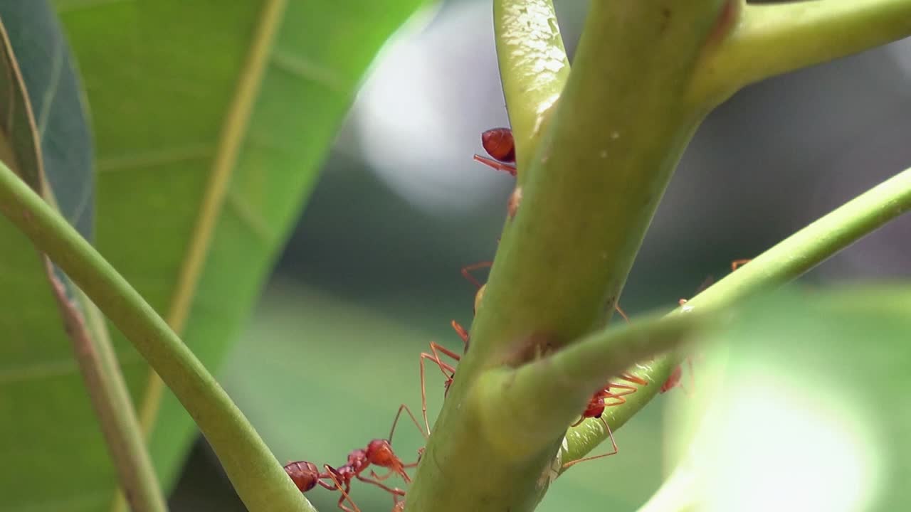 grandes hormigas tejedoras rojas explorando el tallo de una planta