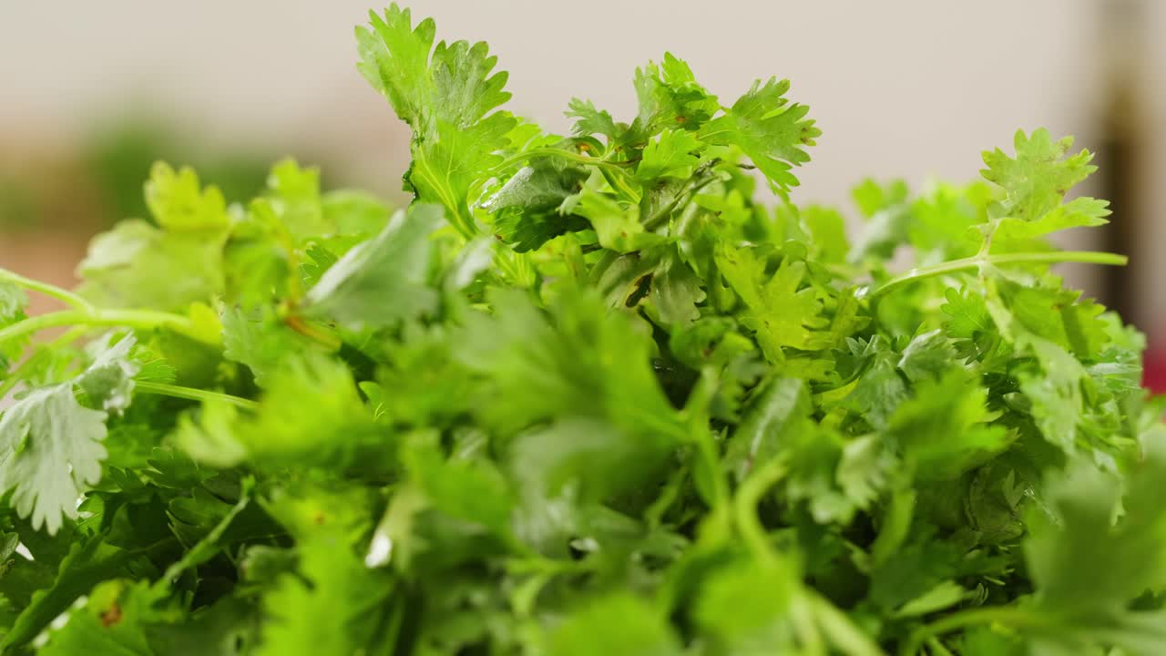 Cilantro parsley cutting by knife close up, chef chop cut coriander aromatic, traditional asian and Mexican cuisine herb studio shot. High quality 4k footage