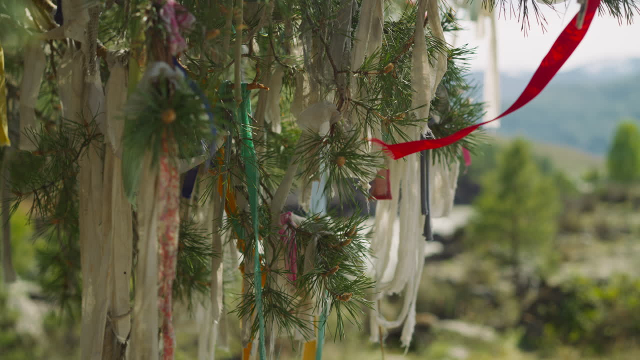 고원 에서 소나무 의 가지 에  ⁇ 인 실크 리본