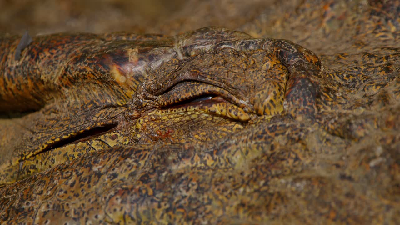 A Nile crocodile (Crocodylus niloticus) begins to open one eye while remaining motionless on the dry riverbank soil in Uganda, revealing textured skin and fine detail near the Nile River.