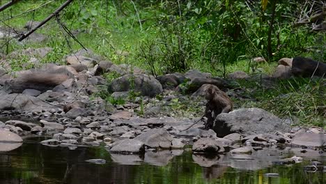 the long-tailed macaques are the easiest monkeys to find in thailand as they are present at temple complexes, national parks, and even villages and cities