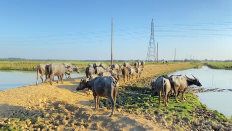 buffalo herd walking along a rural path in summer