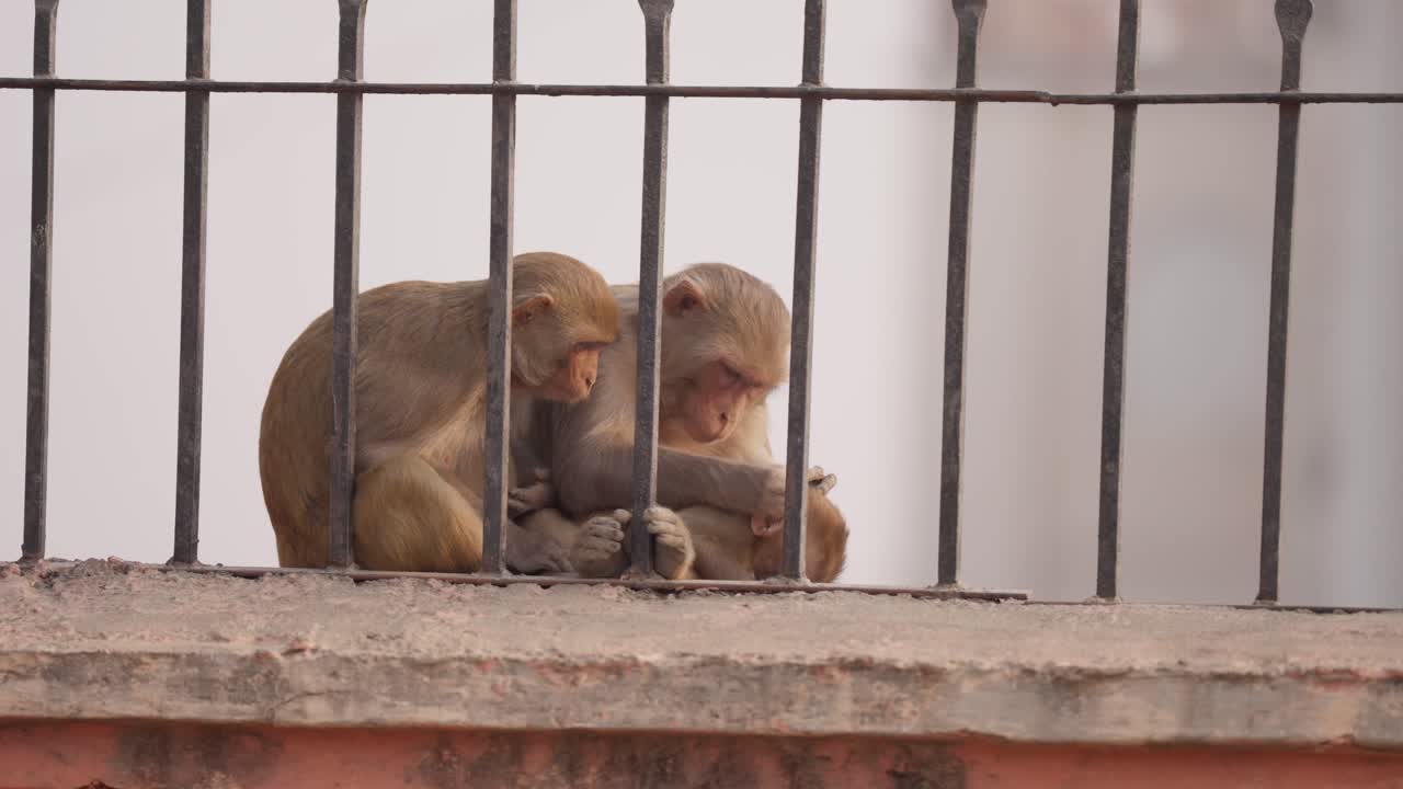 madre mono con los cachorros, limpiando al bebé y mirando a su alrededor