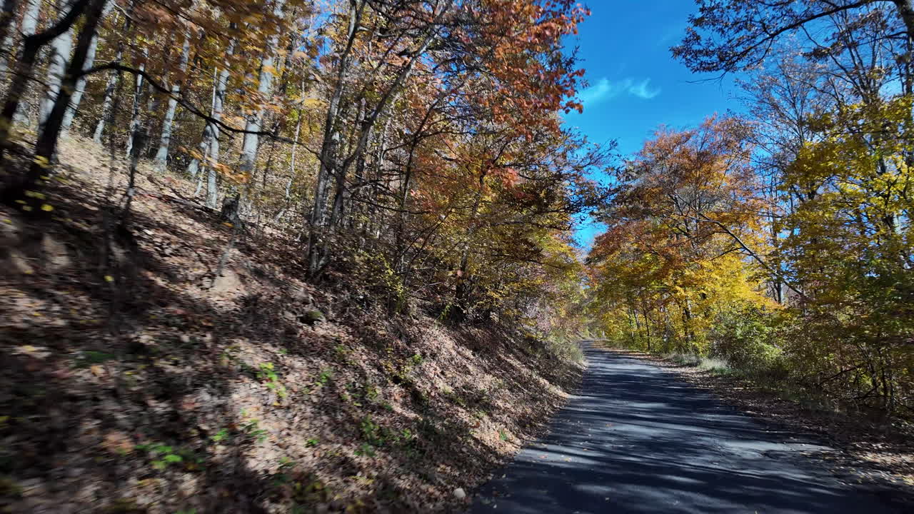 Forest Road with Autumn Leaves and Blue Sky