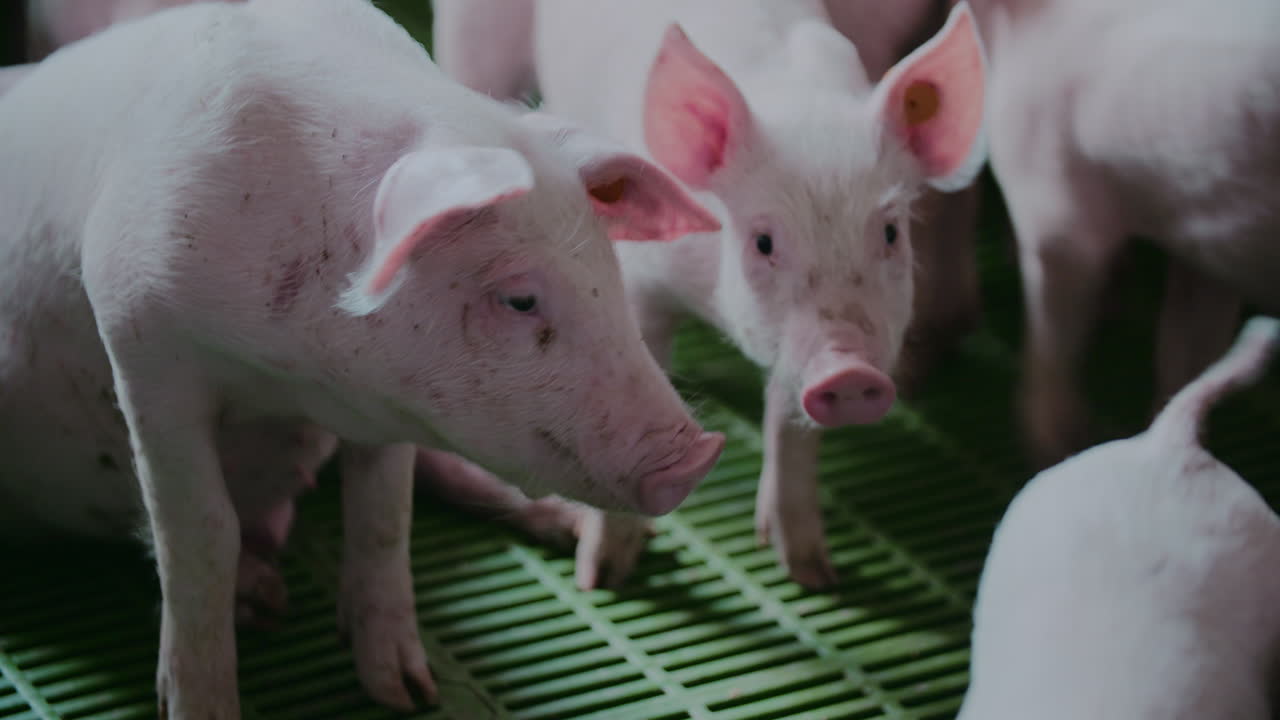 농장에서의 돼지