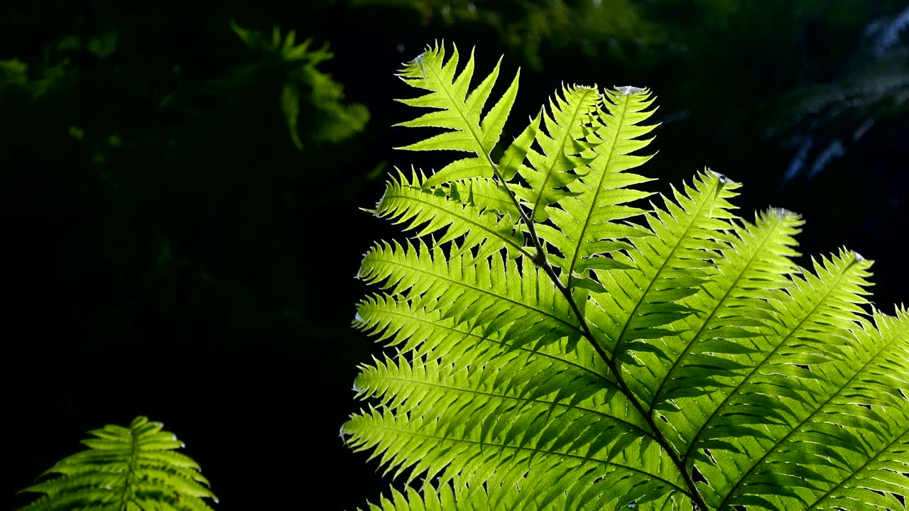helechos de primer plano con fondo oscuro.