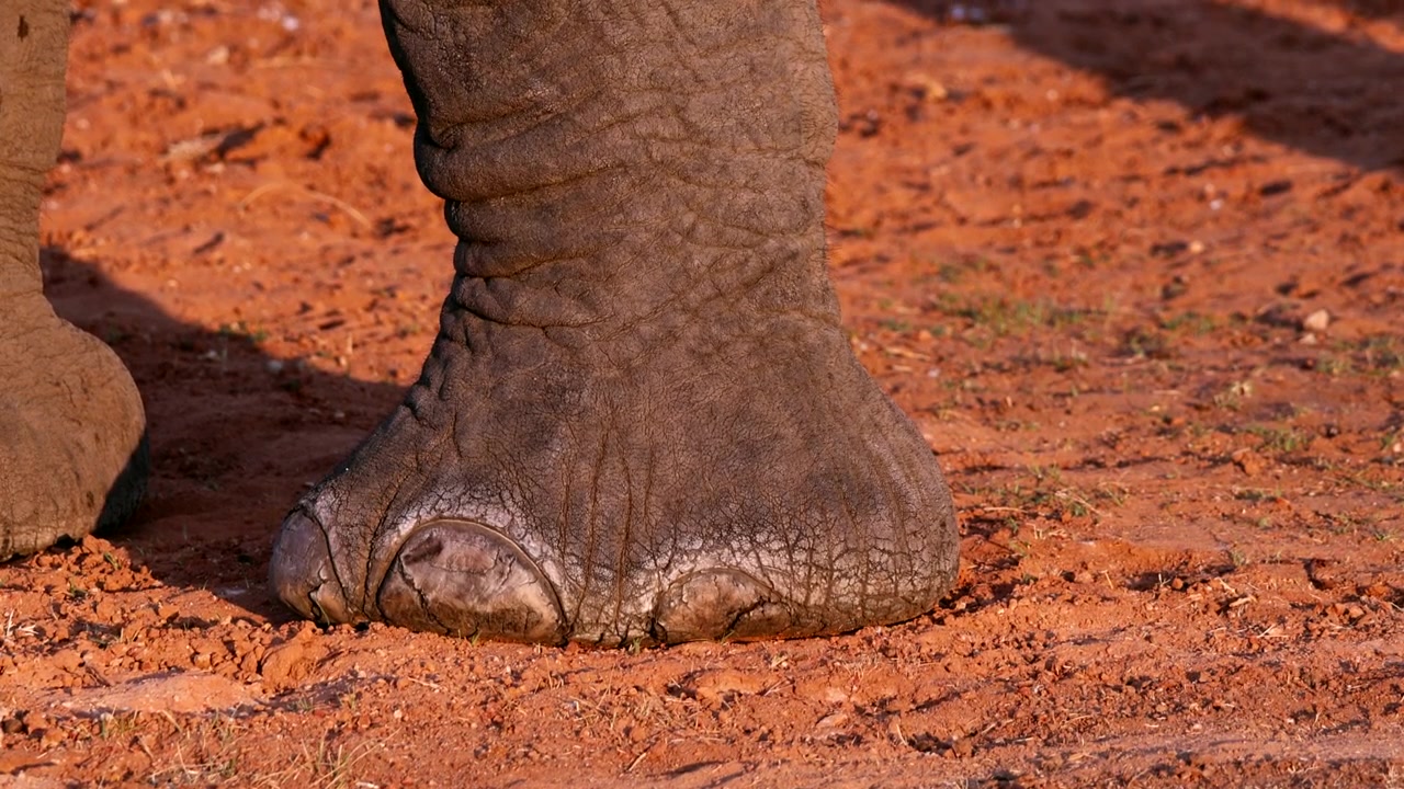Primo piano del piede rugoso di un elefante nel terreno rosso africano al tramonto