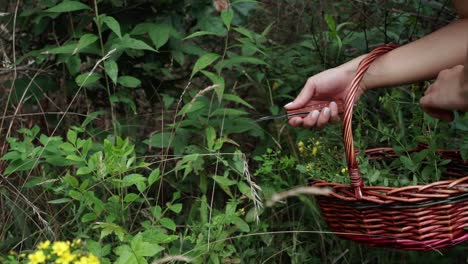 spotted st john’s wort being foraged and placed into a basket