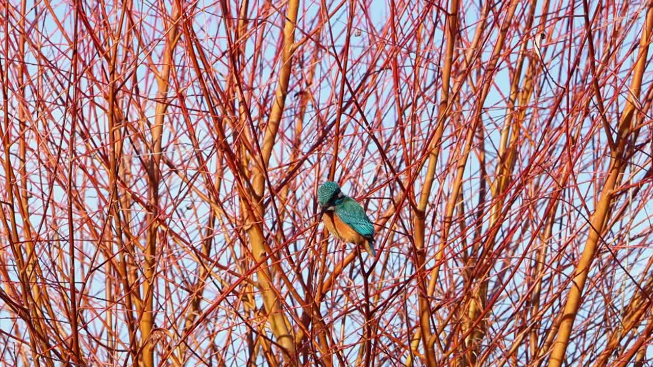 Un martin pescatore (Alcedo atthis) sotto il sole invernale. Inghilterra, Regno Unito.