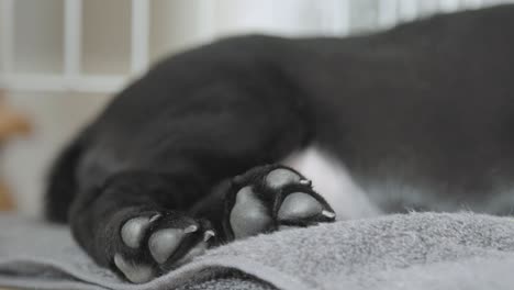 small young black labrador breathing while relaxing on a gray blanket in a cage with streched legs and cute paw print and sharp nails