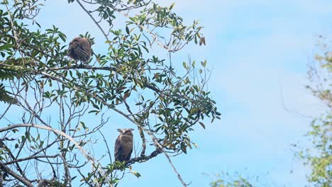 young owl on the top moving about still dependent on its parent as it looks back and puffing its feathers while the mother on guard, buffy fish owl ketupa ketupu, fledgling and mother, thailand