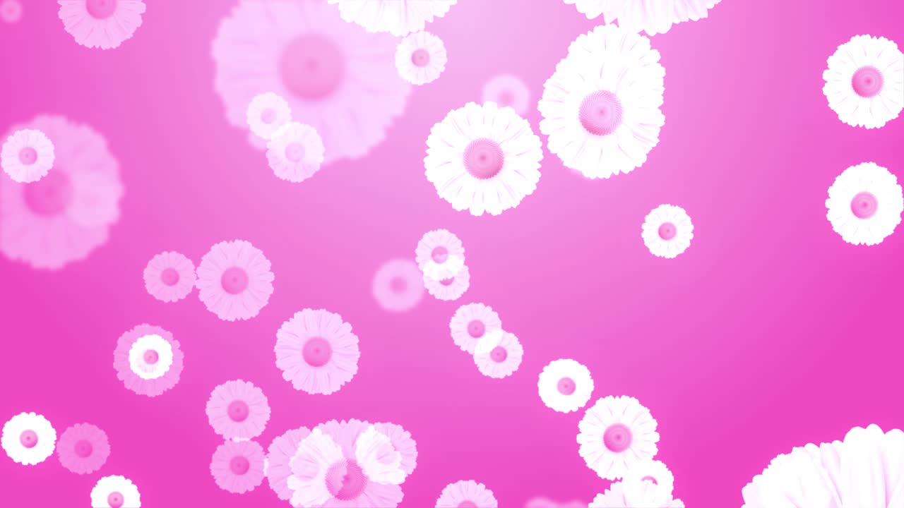 White chamomile daisy flower blurred pink background falling down romantic summer nature feminine