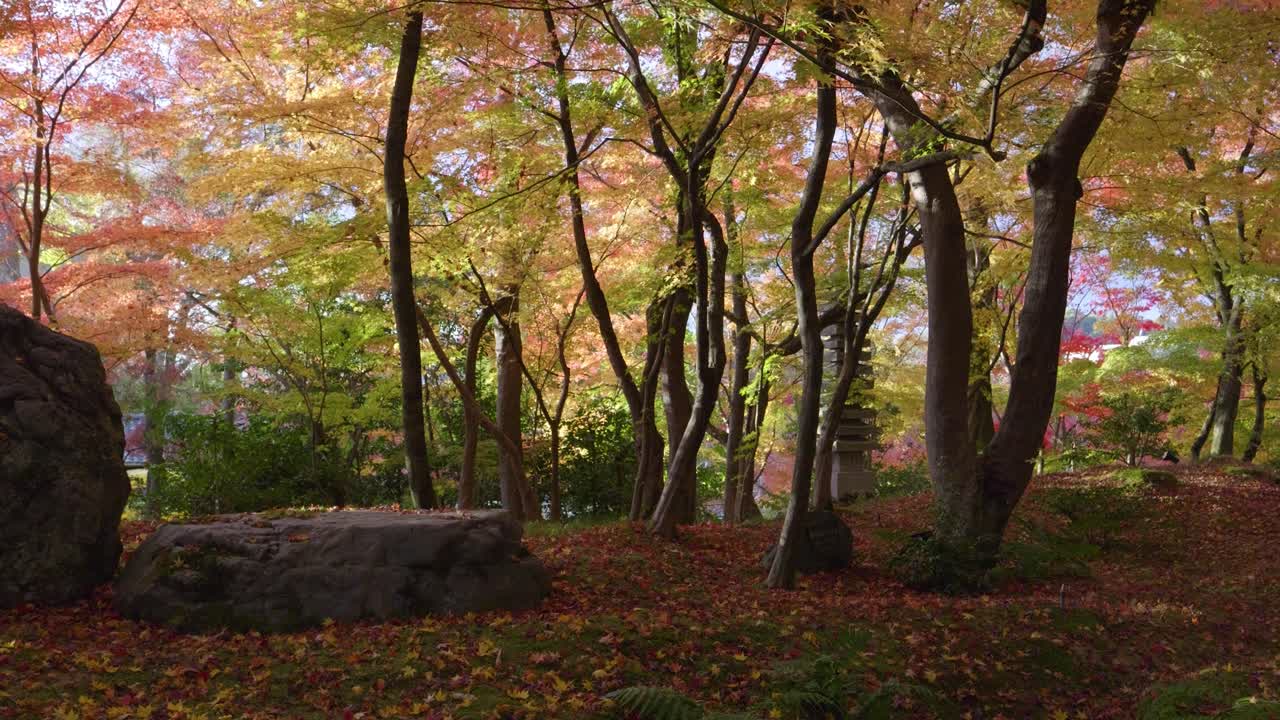 Slow motion pan across stunning Japanese landscape garden during fall colors