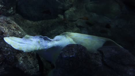 giant sea turtle stucked in some rocks