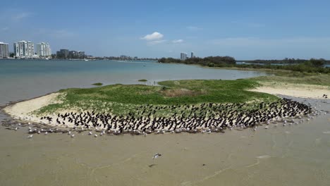 a flock of migratory seabirds rest on a natural sand island close to a urban city high-rise skyline