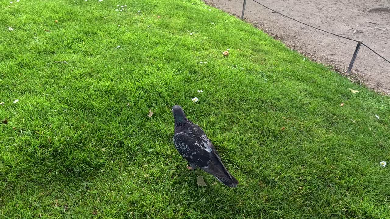 정원에서 풀 위를 고 있는 비둘기