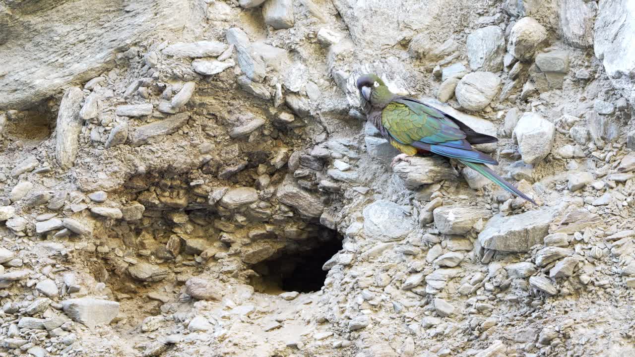 Group of Burrowing parrots (Cyanoliseus patagonus) in their natural habitat on a cliff in slow-motion