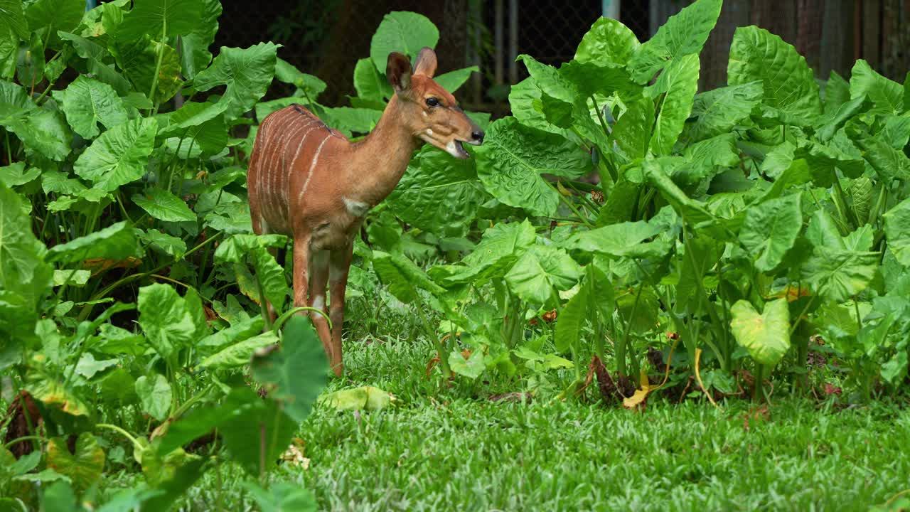 색 줄무를 가진 암 라 (nyala) 는 울창한 초록색 식물 가운데 서서 자연스럽게 환경에 여 잎자루를 먹는다.