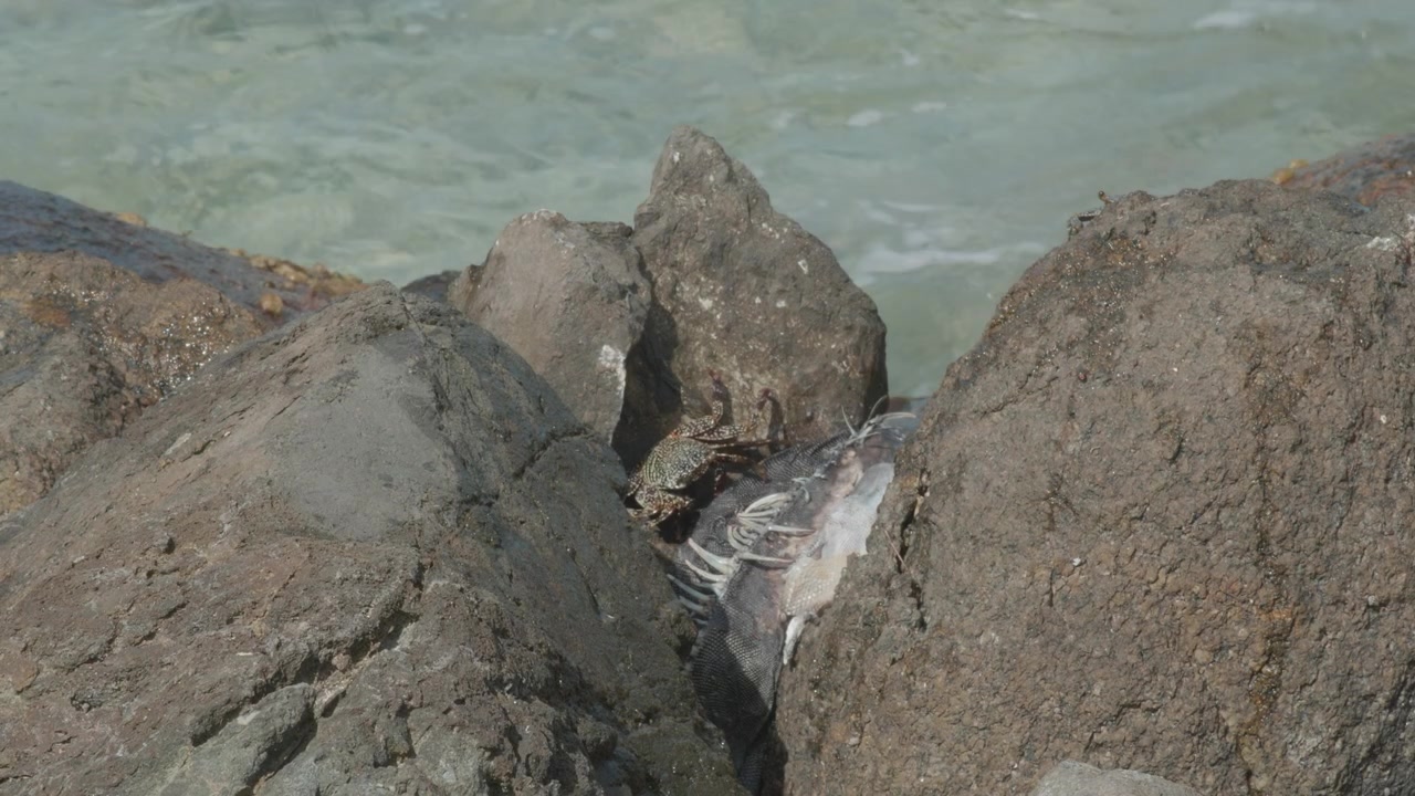 Un granchio si nutre di un'iguana morta su una costa rocciosa ad Aruba