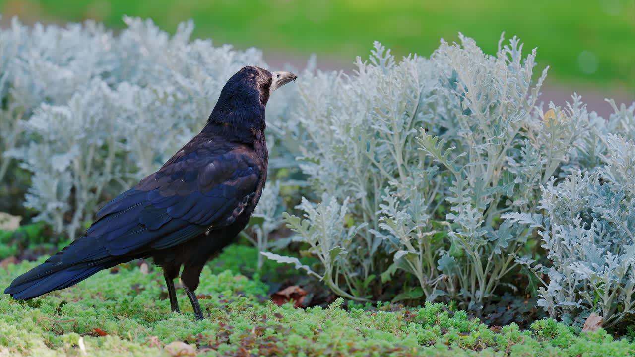 A black crow walks gracefully on green grass near decorative white plants