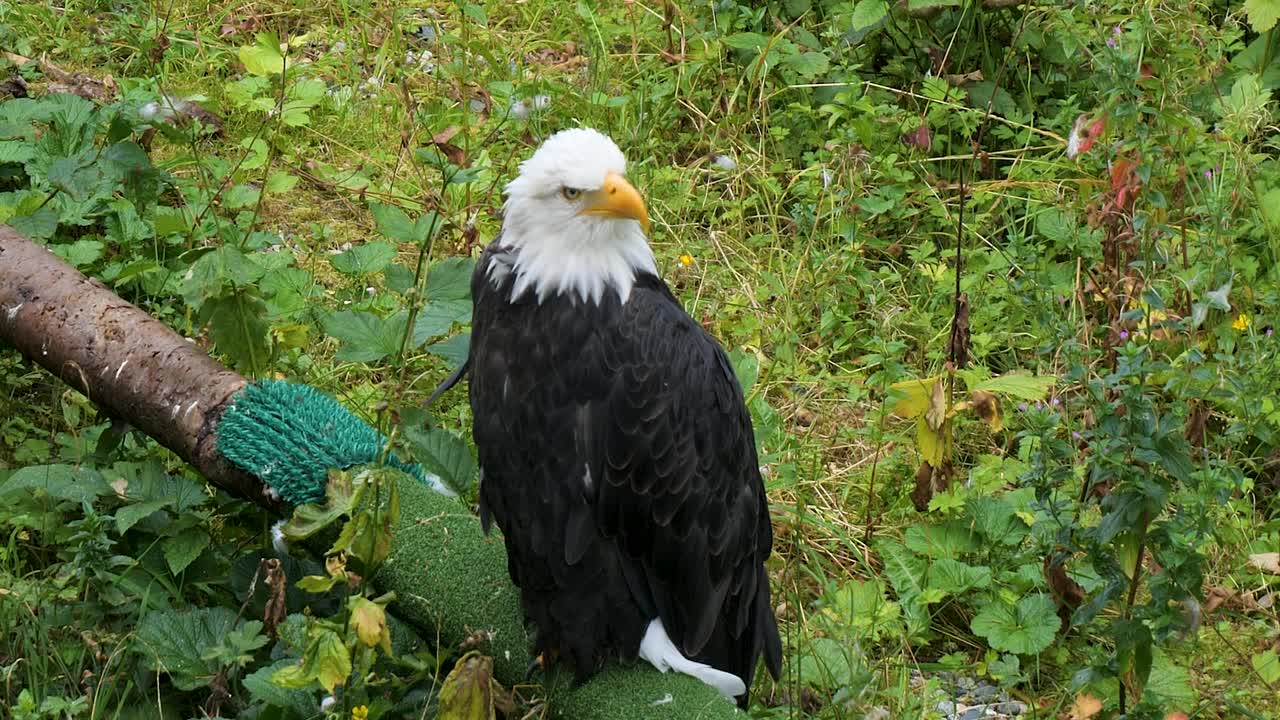 Beautiful Adult Bald eagle,Sitka, Alaska