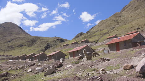 un grupo de viviendas idénticas en la remota comunidad quechua de kalkanka