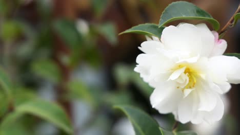 close-up of white sasanqua camellia flower blooming