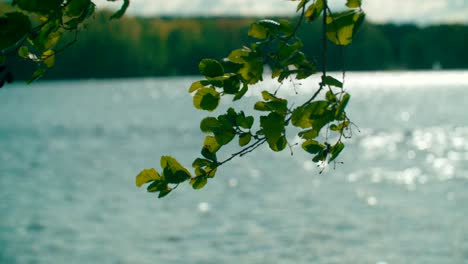 Miday-bright-sun-and-the-wind-making-a-tree-branch-flutter-and-a-glare-on-the-lake-in-the-background