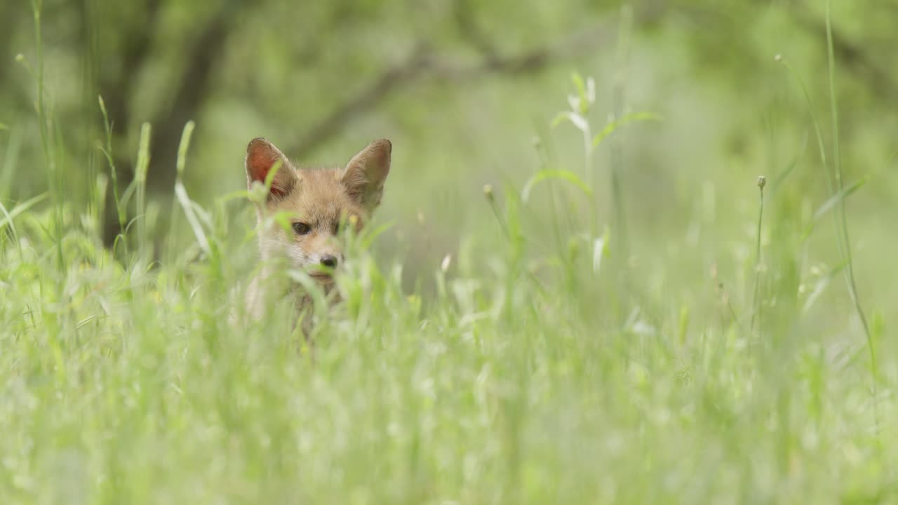Red fox cub (vulpes vulpes) looking around, in a spring day, in a mediterranean forest, in Tiétar Valley, Spain