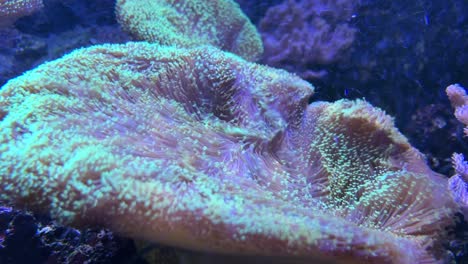 anemone in aquarium with uv light