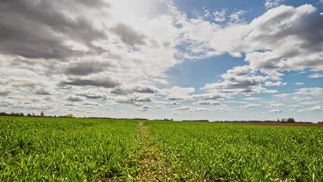 Dark-clouds-moving-above-rural-countryside-with-young-green-wheat-sprouts-during-springtime