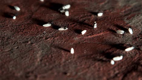 hundreds of ants walking on the concrete floor in the city while carrying rice grains in a row towards their anthill