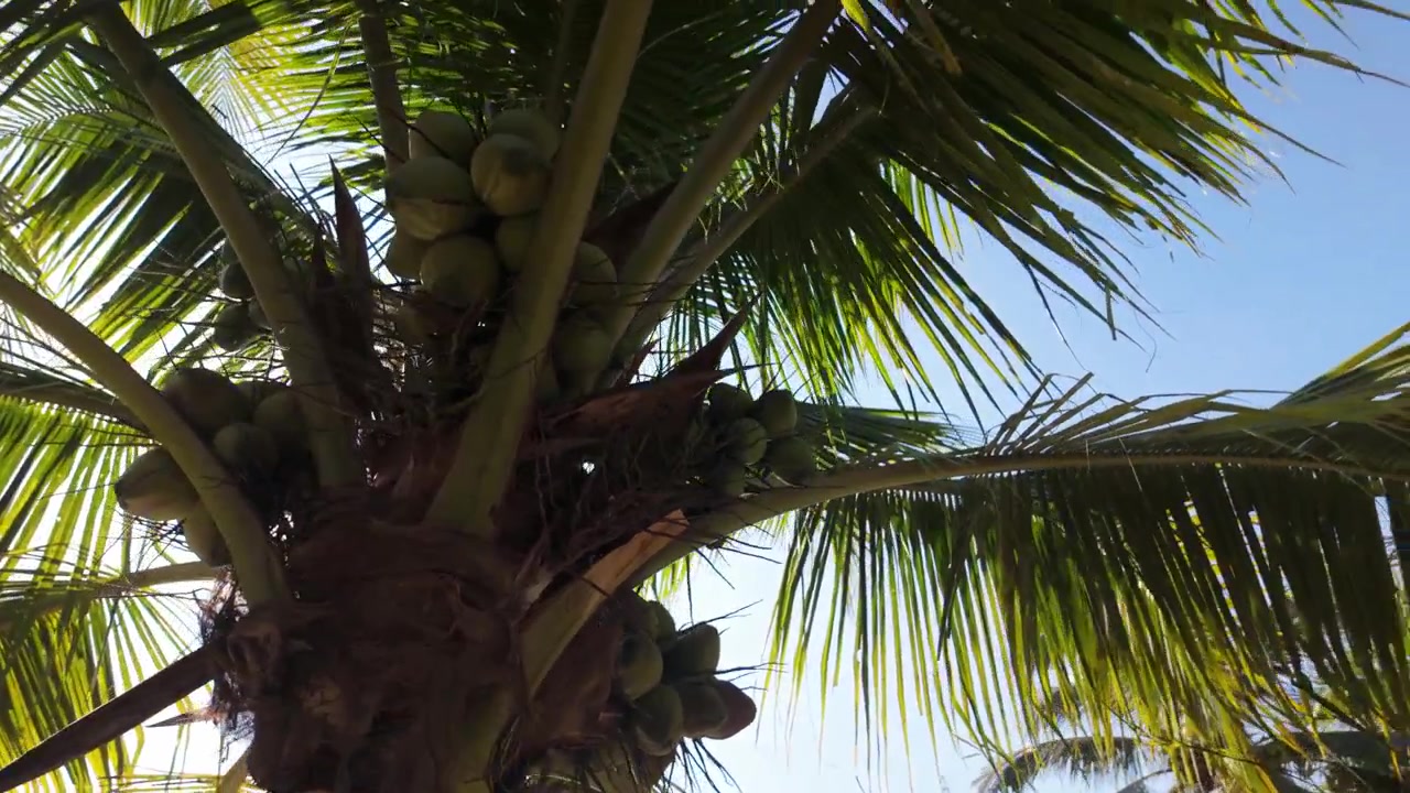 Low-angle static shot looking up through coconut palm fronds with bright sun flare breaking through the canopy, warm and tropical atmosphere.