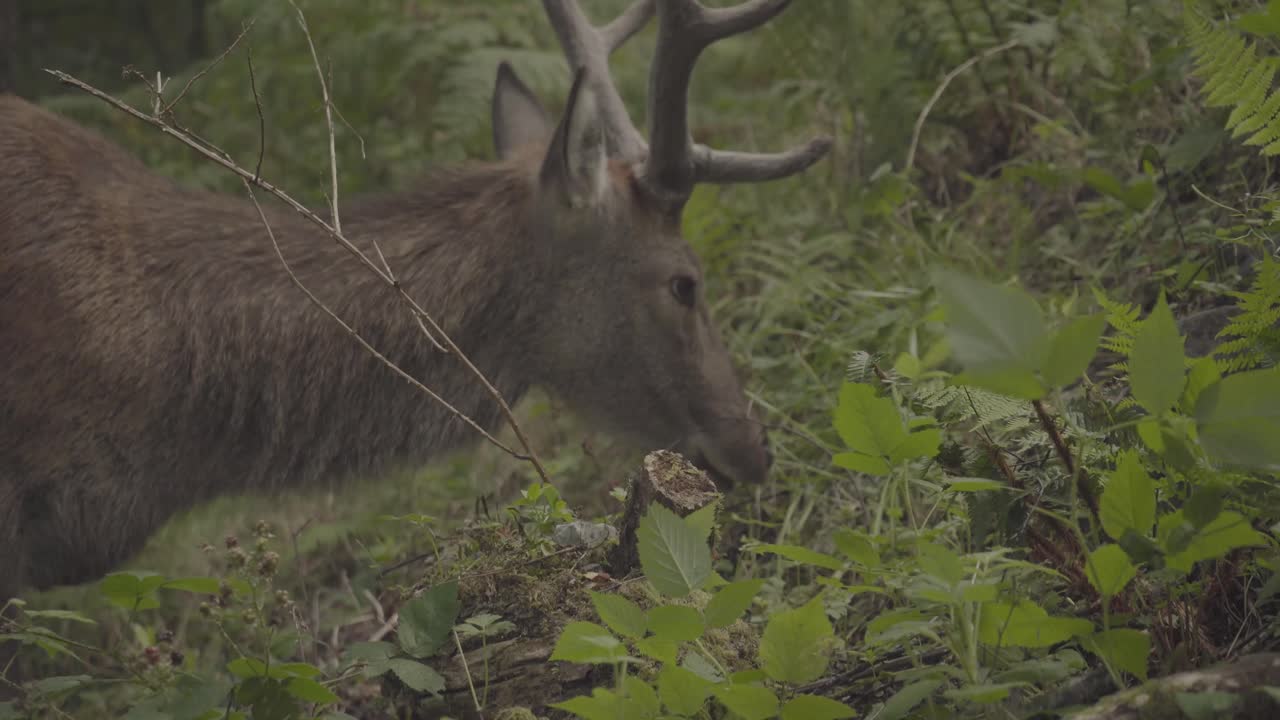 deer with long horns grazing in the forests of scotland uk. wild animal living in natural wonders