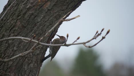 un pájaro carpintero parpadeo del norte entra en una cavidad de nido en un árbol forestal, pájaro salvaje en canadá